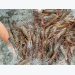 Cà Mau supplies approximately 4 million brood stocks of all male giant river prawns