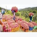 Vietnamese agricultural, aquatic products look for consumption market
