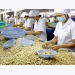 Viet Nam aims to become global agriculture powerhouse