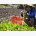 VietGap vegetables yield high incomes for Kiên Giang farmers