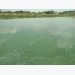 Kiểm soát tảo lam và độc tố tảo lam trong ao nuôi