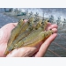 BioMar buys into Viet-Uc’s shrimp-feed business