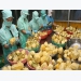 Viet Nam focuses on processing of agricultural produce for export