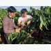 Sustainable farming method helps raise Bahnar ethnic farmers’ coffee to international stand