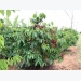 Difficulties still ahead for coffee sector: insiders