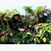 Domestic coffee exporters expect a promising year
