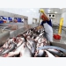 Vietnam’s seafood production rises in third quarter
