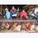 Bac Giang’s chicken raising for Tet: quality is better than quantity
