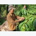 Coffee farmers suffer poor crop, low price