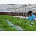 Ho Chi Minh City eyes modern, sustainable urban farming