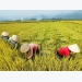 The US market - So much room for Vietnamese agriculture