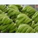 Vietnam’s bananas imported into Japan continue to increase sharply