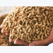 Animal feed exports exceed USD 1 billion mark for the first time