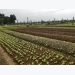 Developing a green and sustainable agriculture