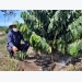 Relieved of drought with water-saving irrigation system