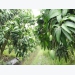 Canh tác hiệu quả cây xoài Đài Loan