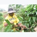 Central Highlands district develops high-quality coffee growing areas