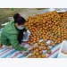 Organic orange price reaching a record high in the last ten years