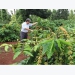 VnSAT contributes to the sustainable development of coffee cooperatives