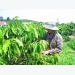 Coffee replanting, the effectiveness of the VnSAT credit fund