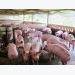 Dự báo xuất khẩu thịt lợn của Mỹ quý I, quý II/2022 sẽ giảm do nhu cầu giảm