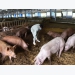 Microbiological products benefit livestock farming