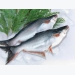 Pangasius exports to Russia interrupted due to conflict