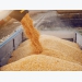 Russia-Ukraine conflict will heat up Vietnamese corn market