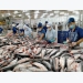 Basa fish industry may lack material for export processing next year