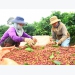 VnSAT helps coffee growers change farming thinking
