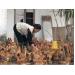 Hiệu quả dự án nuôi gà đồi tại xã Bảo Hà (Lào Cai)