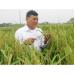 Hà Nội mở rộng quy mô sản xuất lúa hàng hóa