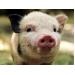 Các hợp chất của kẽm ảnh hưởng tới hoạt động của lợn