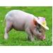 Nghiên cứu về mầm bệnh cúm ở lợn