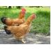 Phụ gia thức ăn chăn nuôi giúp làm giảm tỉ lệ mắc phải chứng cổ trướng ở gà thịt