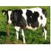 Sữa non từ bò mẹ khi được bảo quản đúng cách vẫn rất tốt cho bê con