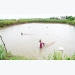 Nông dân huyện Bình Đại ứng dụng thành công chế phẩm sinh học trong canh tác tôm lúa tôm rạ