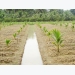 Kỹ thuật trồng dừa xiêm xanh (Kỳ I)