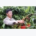 Five coffee nurseries enabled to join VnSAT project in Dak Nong