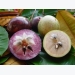 US authorises import of fresh star apples from Vietnam