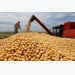 Vietnam's soybean imports to rebound in 2017 - USDA