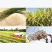 Institutional barriers for Vietnamese rice removed