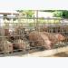 Thanh Hoa develops animal husbandry