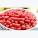 Trồng cà chua bi sạch bán cho khách du lịch Miền Tây