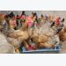 Việt Nam’s animal feed imports up sharply