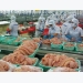 Vietnamese tra fish exporters oppose unfair US duties on fish fillets