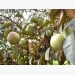 Tan Yen yields about 160 tonnes of star apple fruits