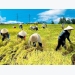 Vietnam’s agriculture exports on track to reach record high