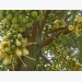 Cách xử lý cho cây sầu riêng ra hoa sớm