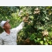 “Phù thủy” giúp cây ra quả trái vụ, thu cả tỷ đồng mỗi năm